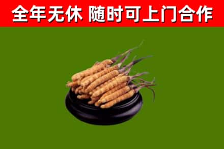 吴川回收散虫草
