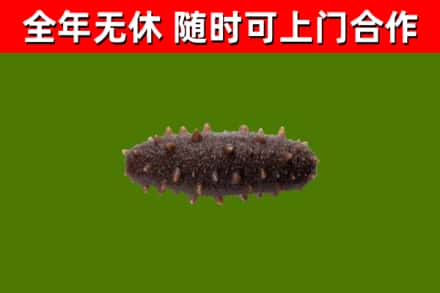 吴川回收海参干